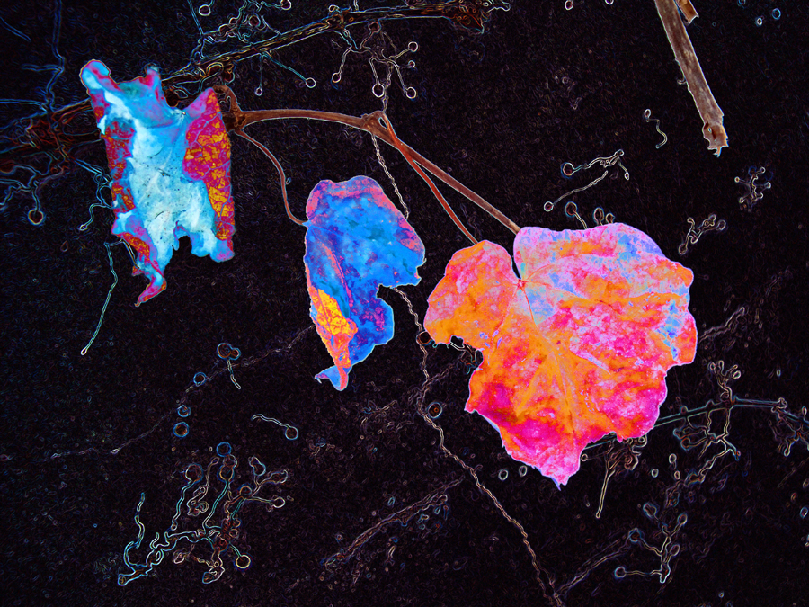 kenneth's Nature - death-in-its-beauty