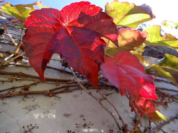 favorite form of life ignored - fb