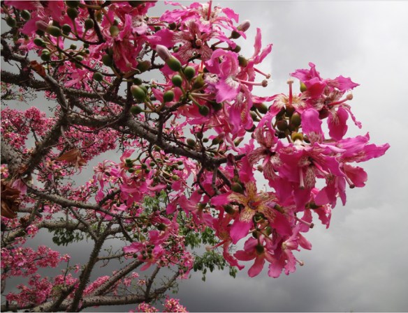 flowers & thorns and the sky adorned come and like my page, invite friends to like for contest starts 2014