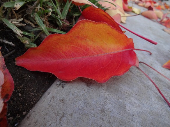 beautiful fall distraction 