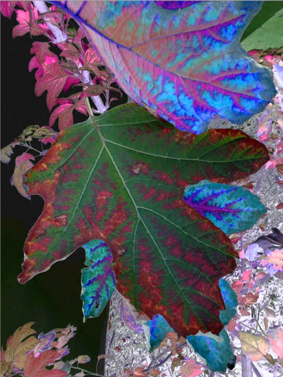 winter leaves PCC - vacinity