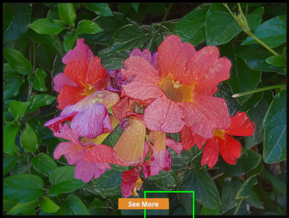 goodnight with love and flowers 1